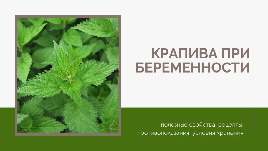 Одуванчики крапива водарасли=