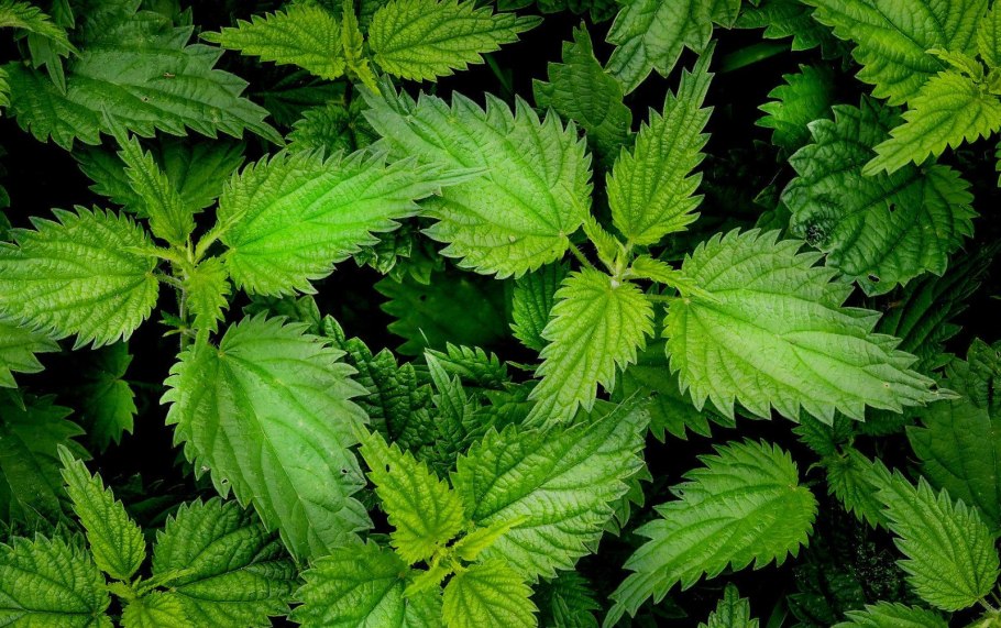 Девушка с крапивой