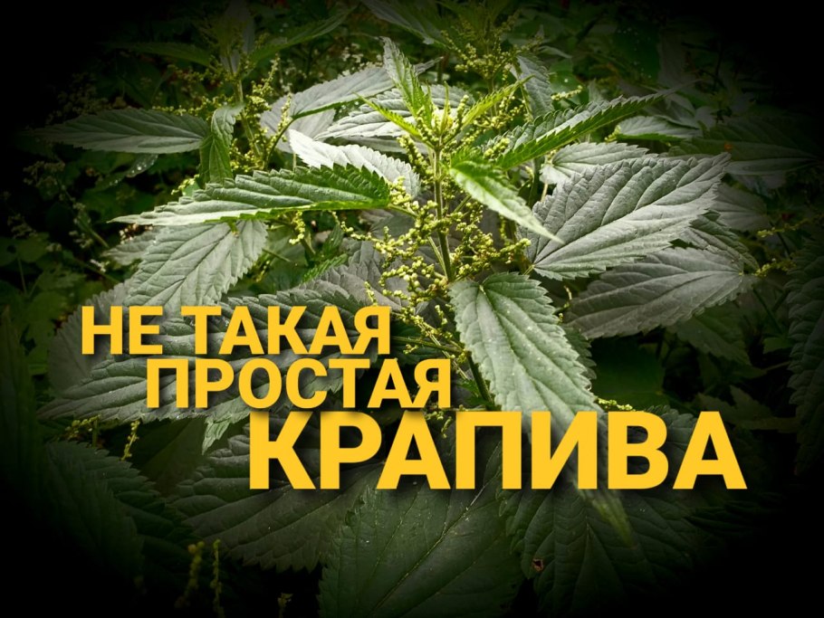 Листья крапивы двудомной