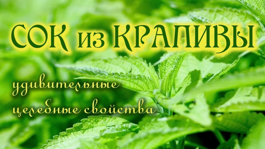 Кикимора студио