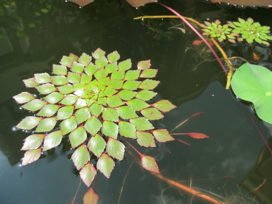Растение пресного водоёма Лотос