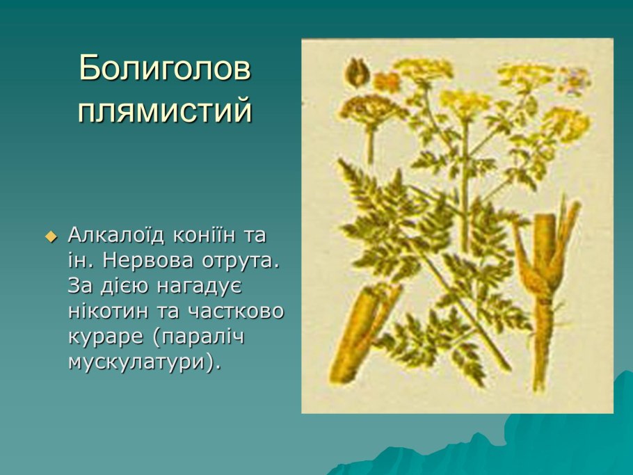 Conium maculatum болиголов пятнистый