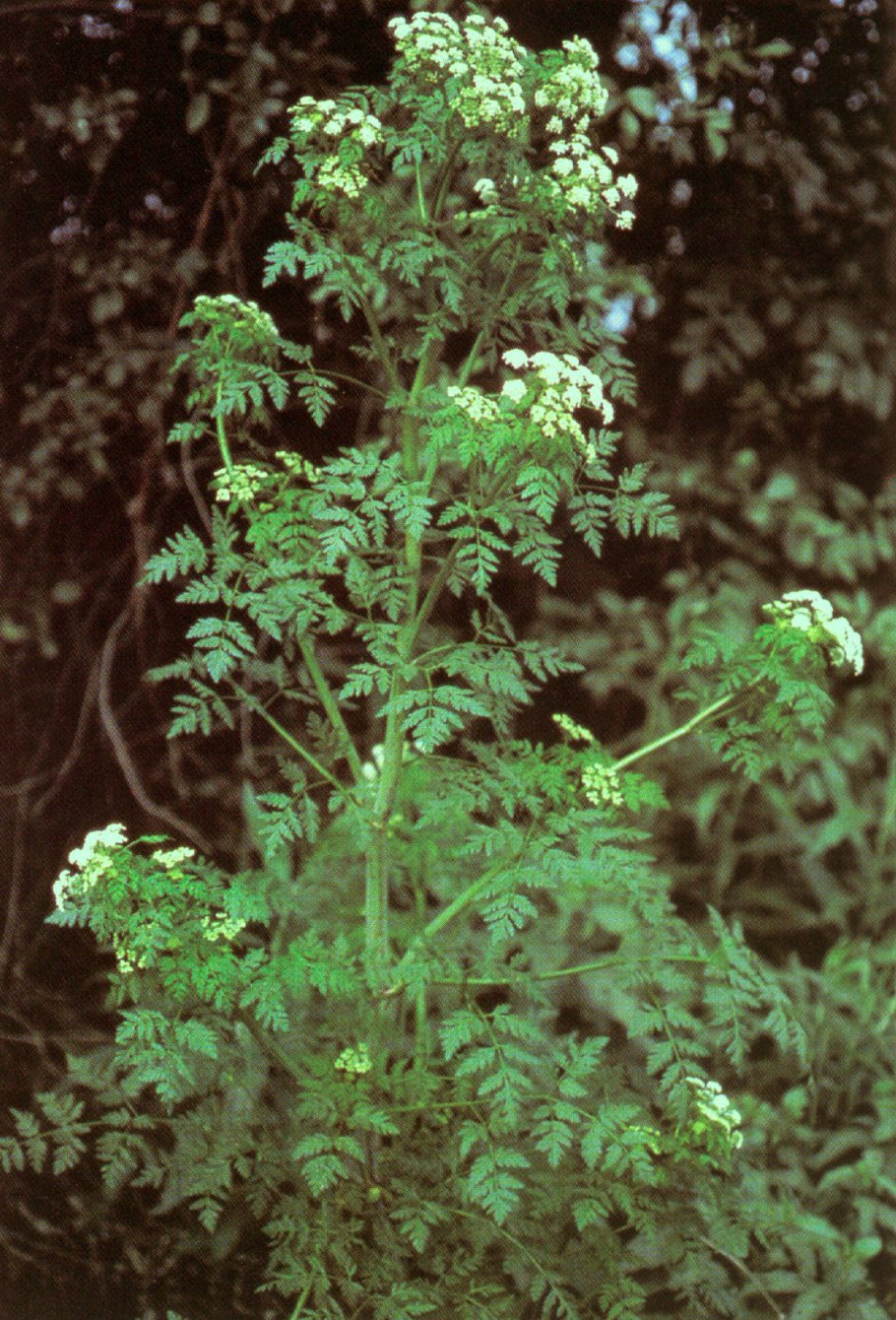 Conium maculatum болиголов пятнистый