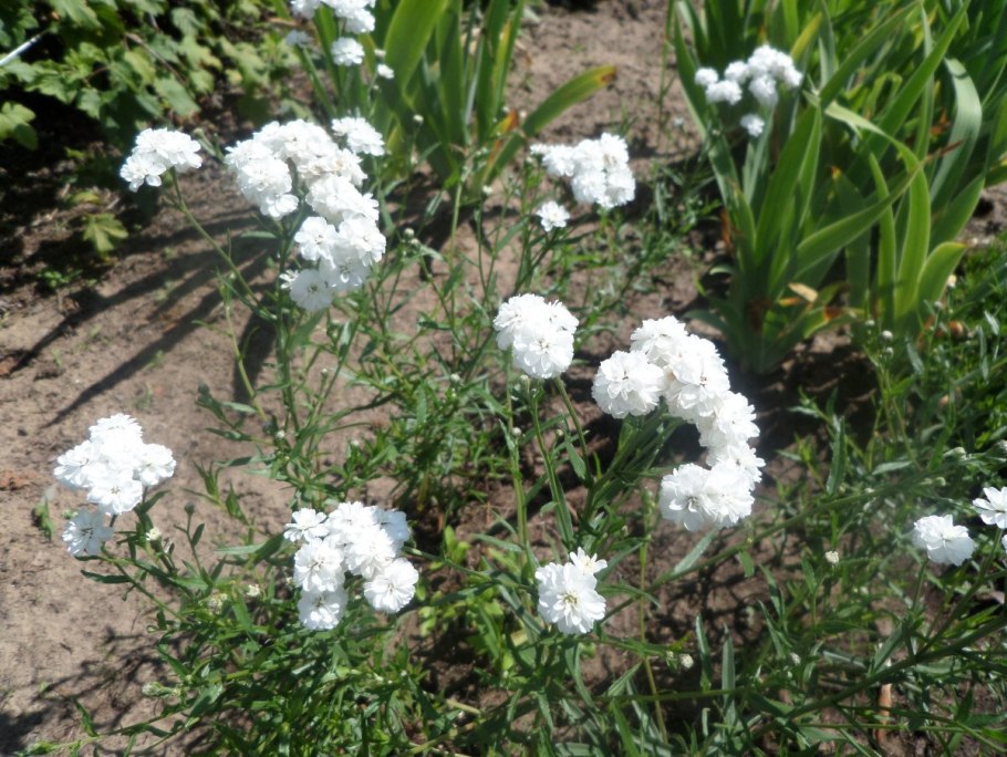 Тысячелистник птармика (Achillea ptarmica)