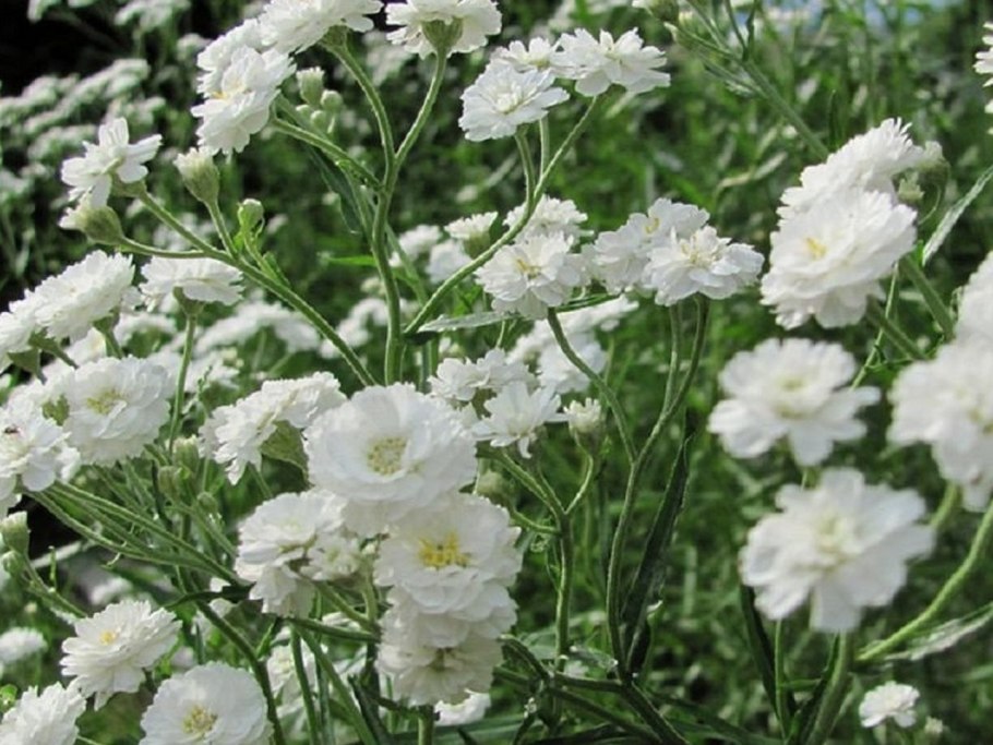 Гипсофила метельчатая Сноуфлейк