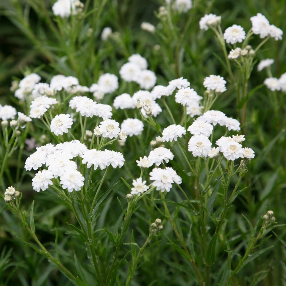 Тысячелистник обыкновенный Уайт Бьюти