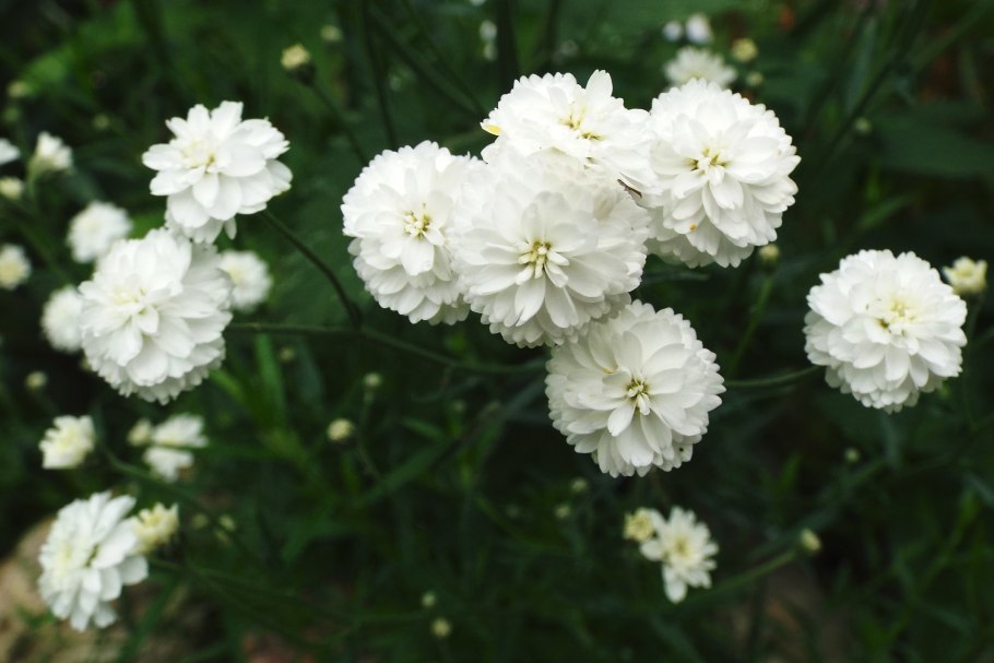 Тысячелистник птармика