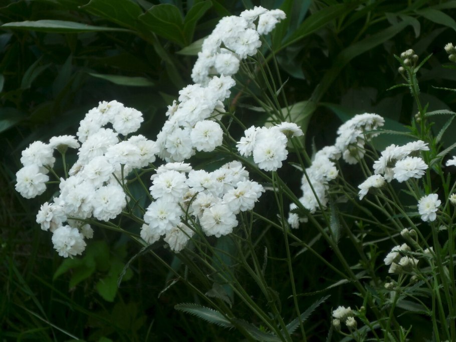 Тысячелистник Achillea ptarmica