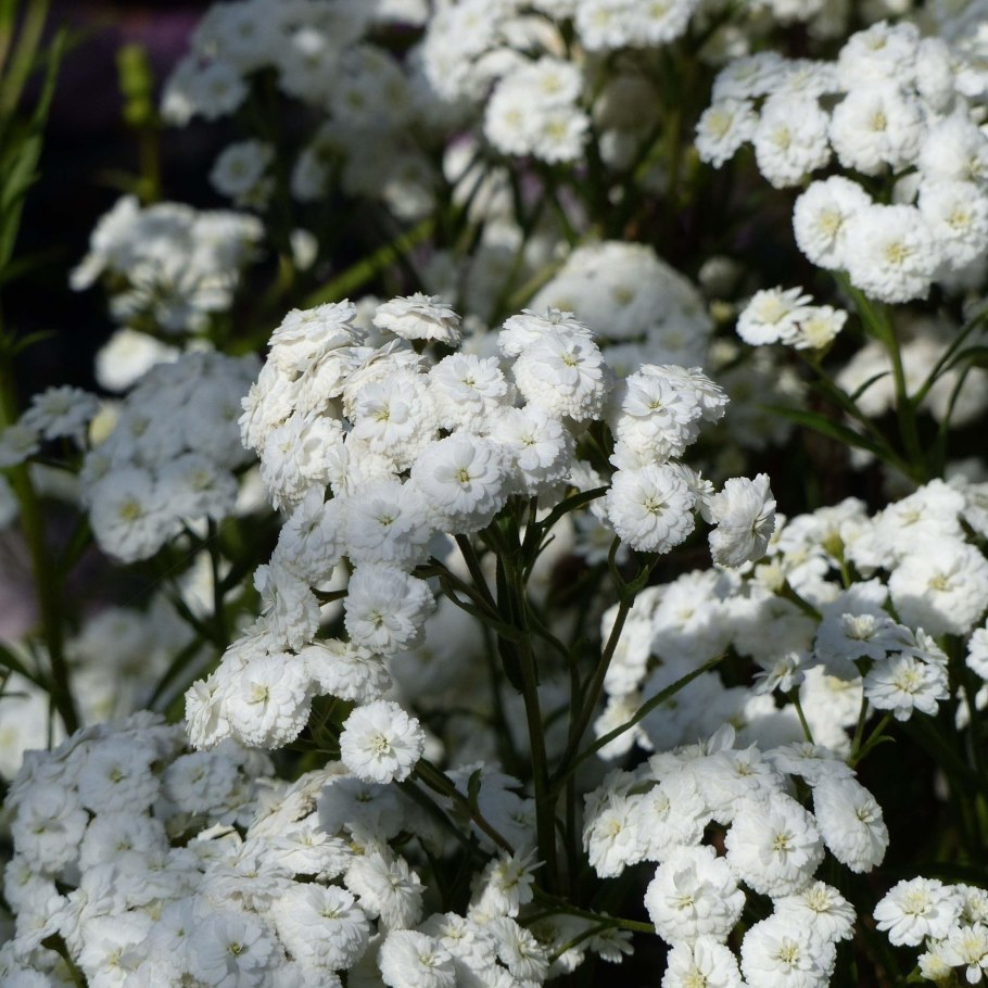 Тысячелистник Achillea "Diadem"
