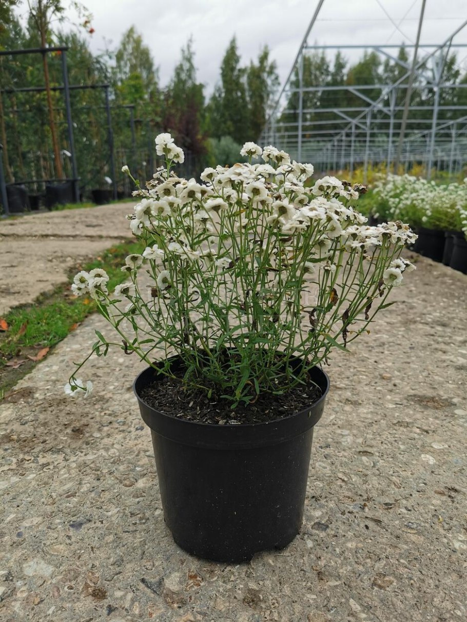 Гипсофила метельчатая махровая белая