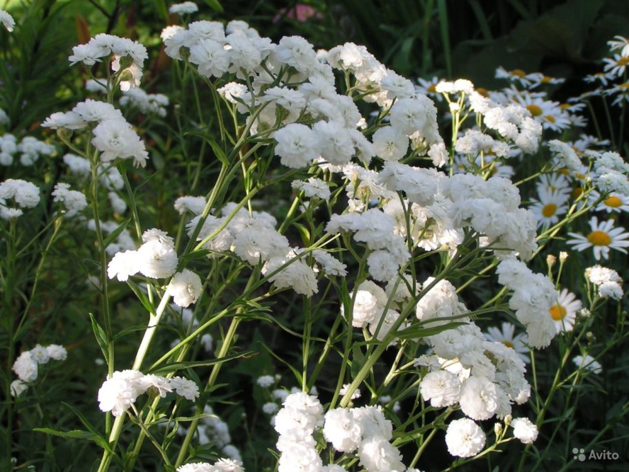 Тысячелистник птармика