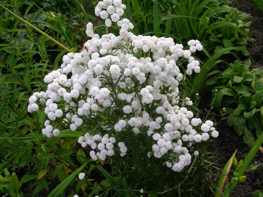 Тысячелистник птармика (Achillea ptarmica)