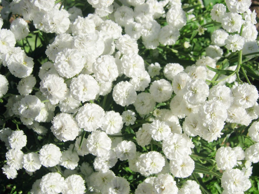 Тысячелистник птармика (Achillea ptarmica)