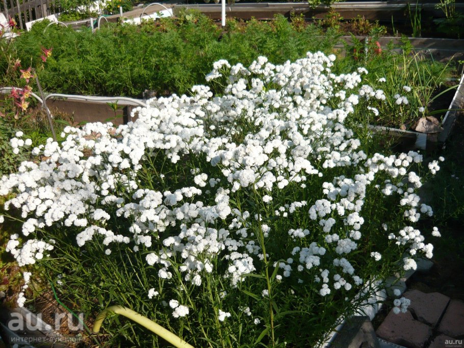 Тысячелистник Ахиллея птармика Жемчужина