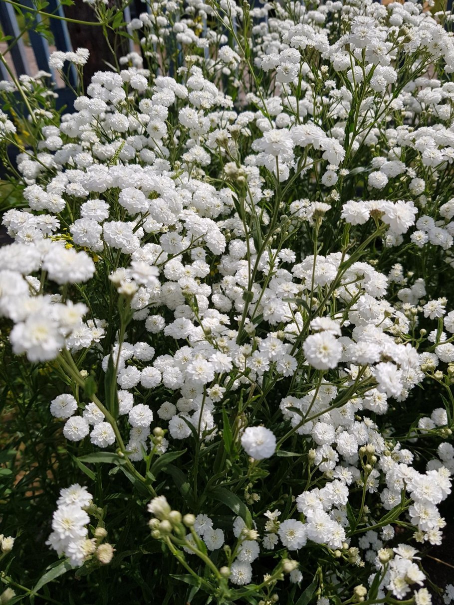 Птармика Жемчужница