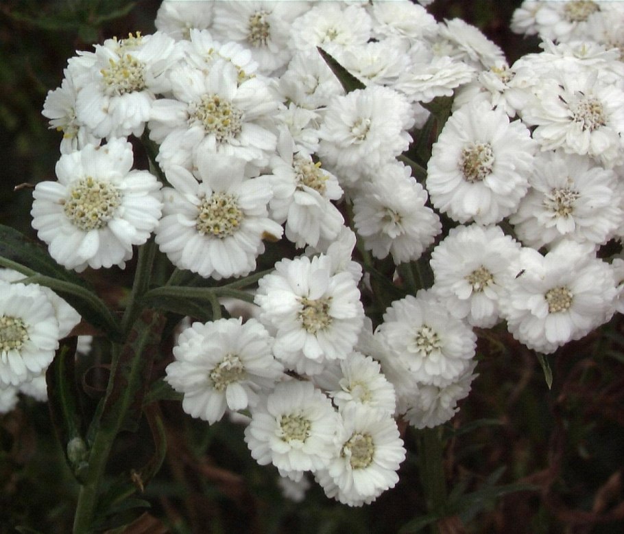 Тысячелистник Ахиллея