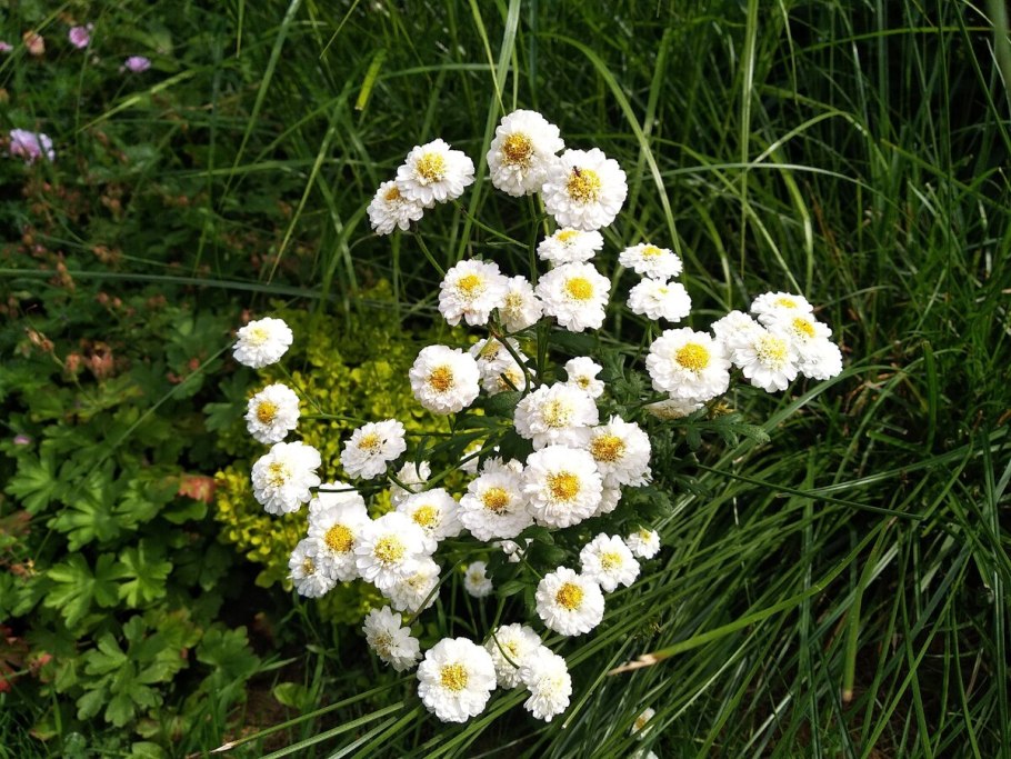 Тысячелистник белоснежный зефир