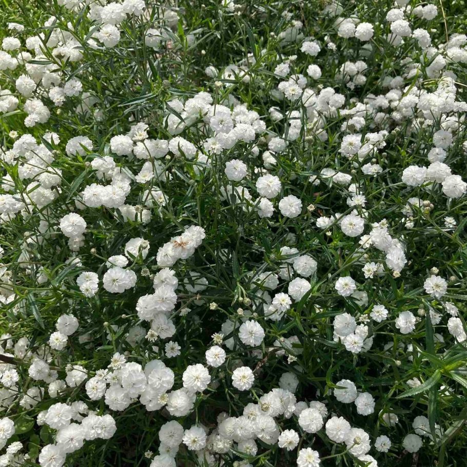 Тысячелистник птармика жемчужница