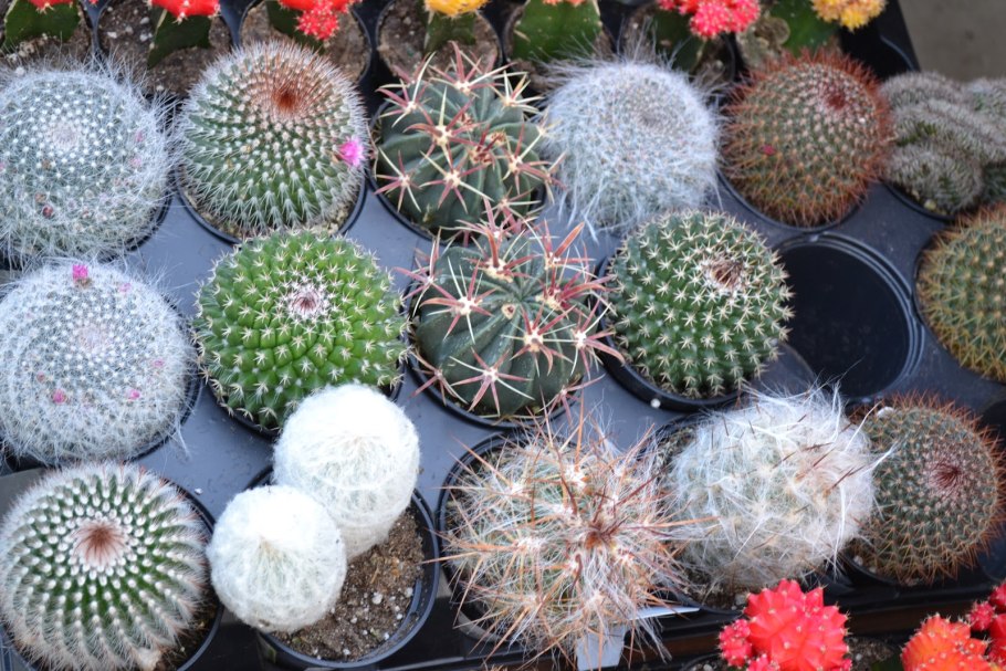 Гавриш кактусы