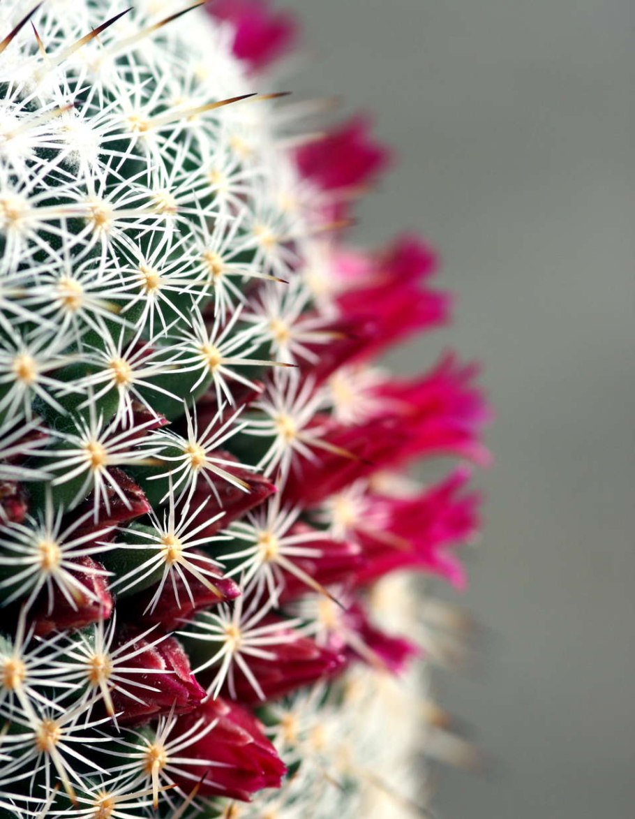 Алоэ Гастерия хавортия