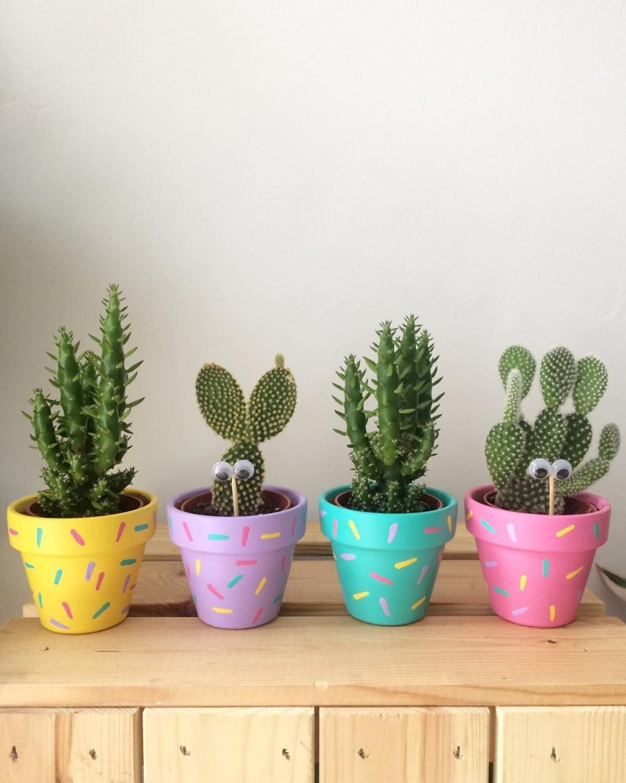 Суккуленты экзотика