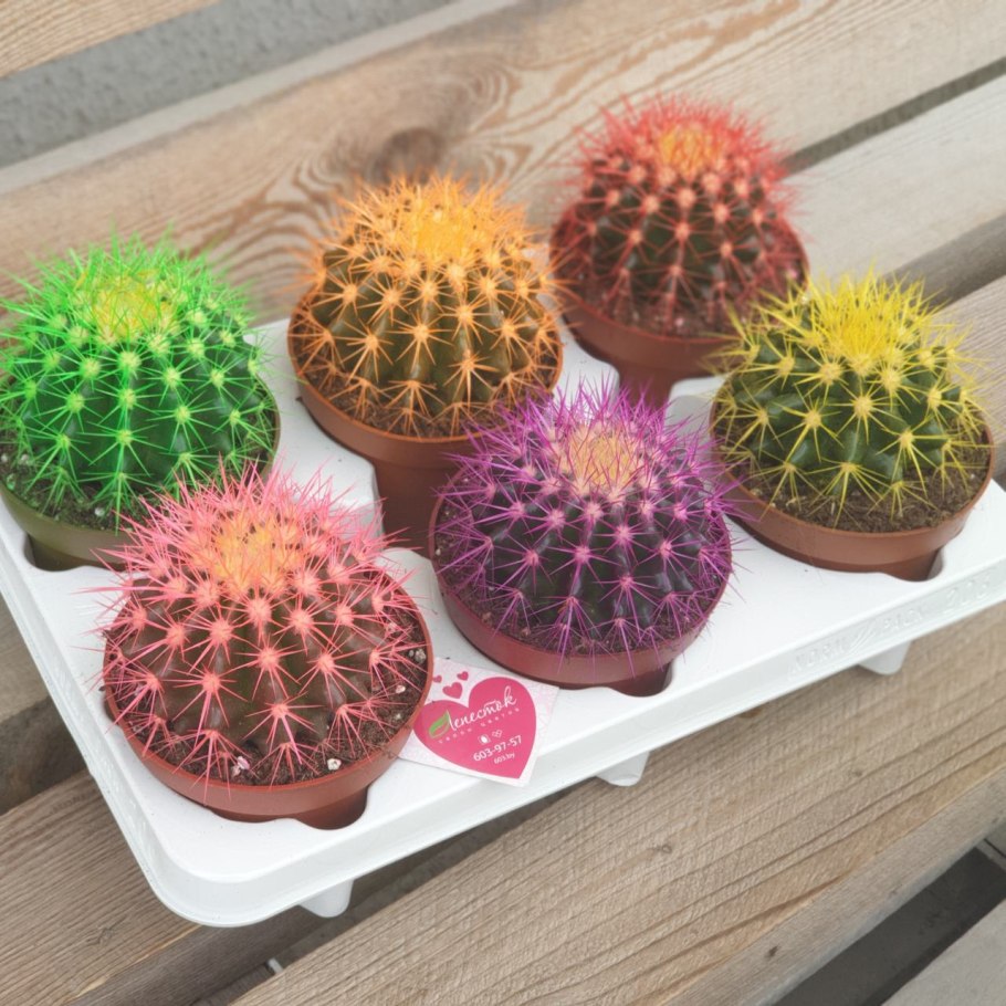 Эхинокактус грузони Радуга