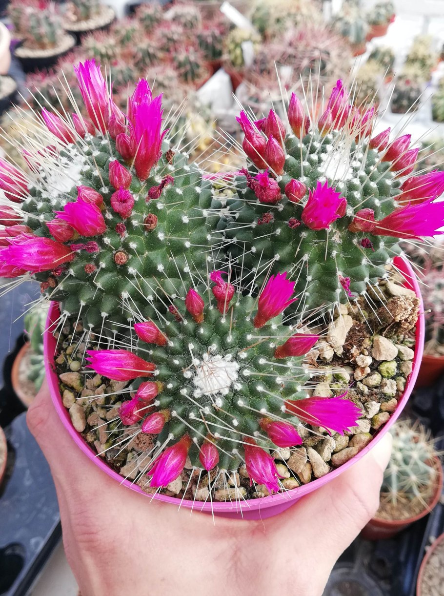 Разноцветные кактусы в туалете