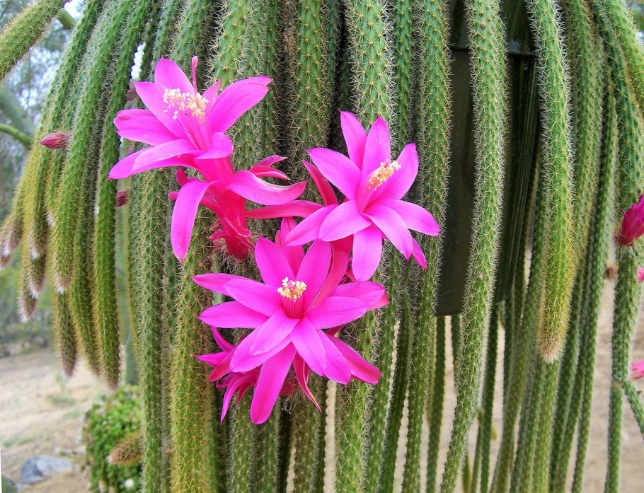 Опунция суккулент