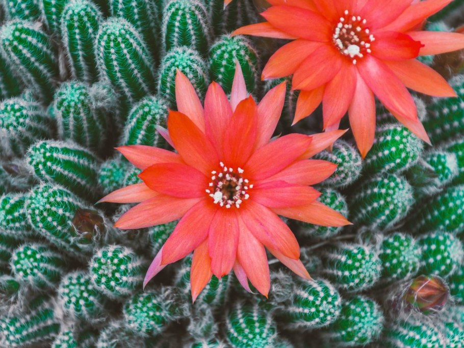 Радужный Эхинокактус цветет