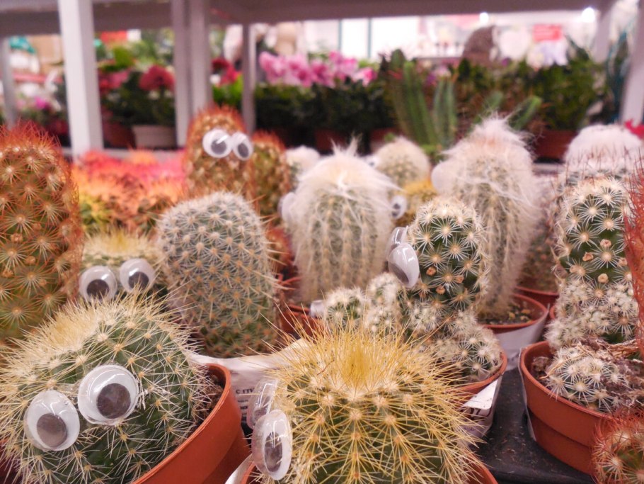 Кактус опунция суккулент