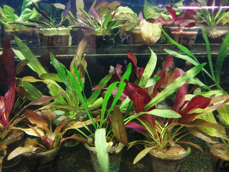 Cryptocoryne Fusca