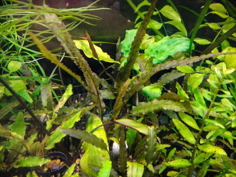 Cryptocoryne undulatus Red 1-2-grow