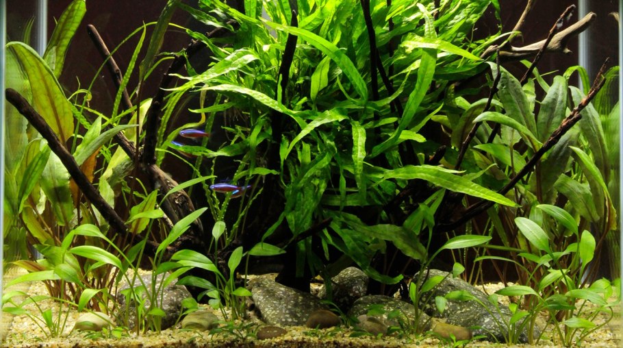 Эхинодорус Агавадорус