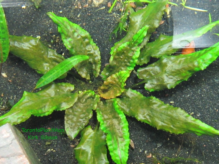 Криптокорина Шри Ланка