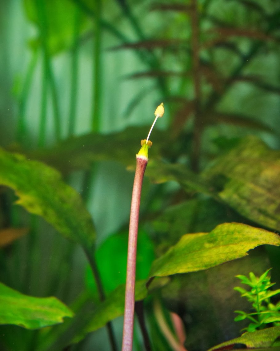 Криптокорина Спиралис ред