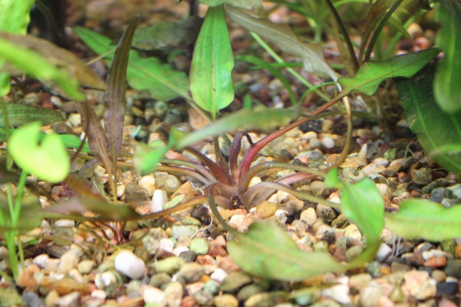 Криптокорина альбида