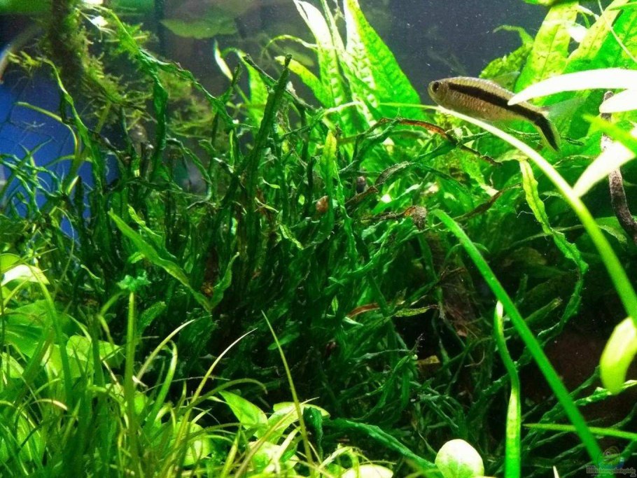 Криптокорина Нура