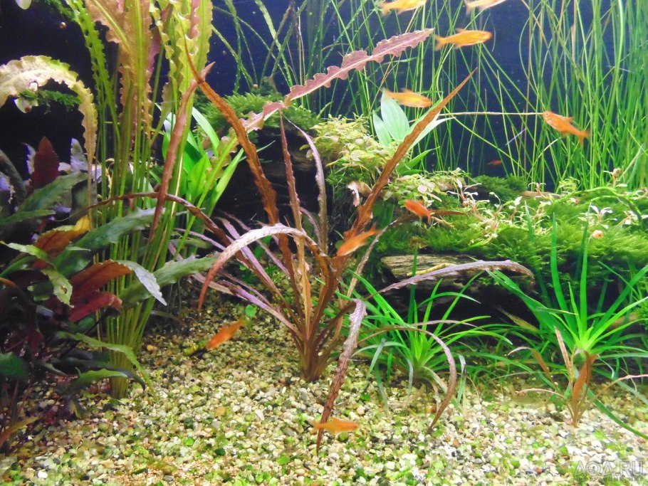 Криптокорина Мельмана (Cryptocoryne moehlmannii)
