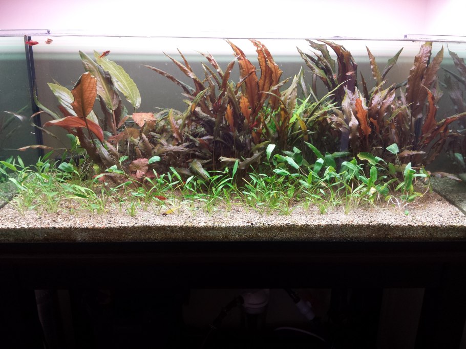 Криптокорина Нури цветение