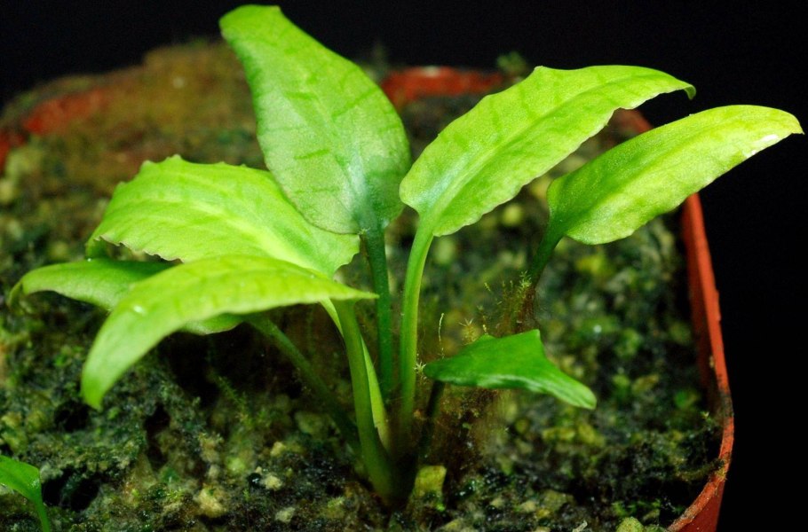 Cryptocoryne undulata "Red"
