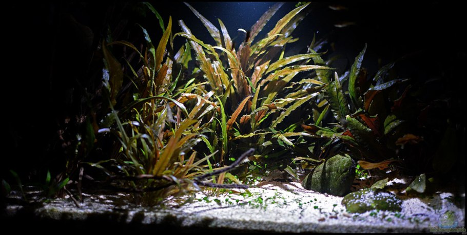 Криптокорина Хоббит