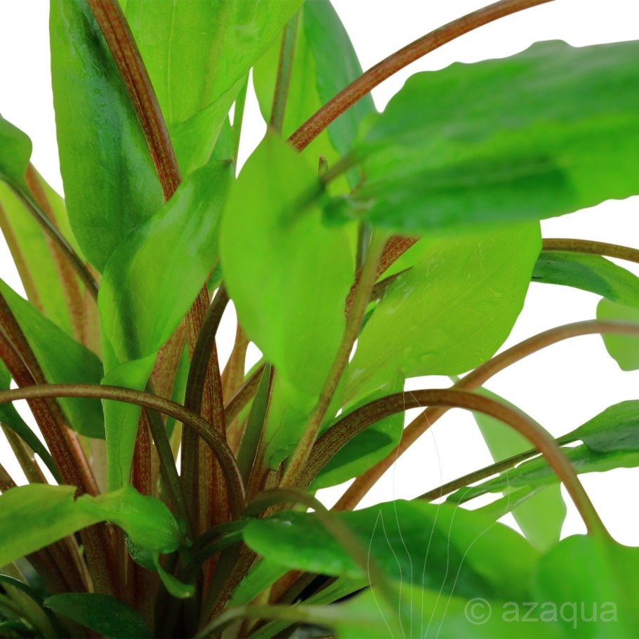 Криптокорина Рубелла