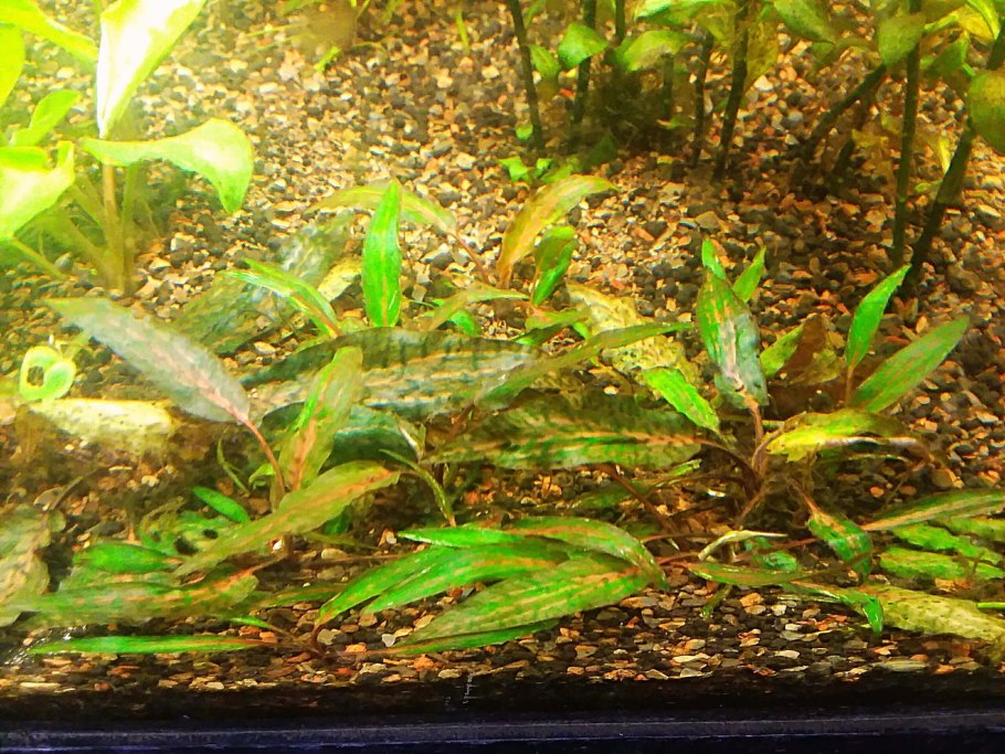 Криптокорина Вендта апоногетонолистная