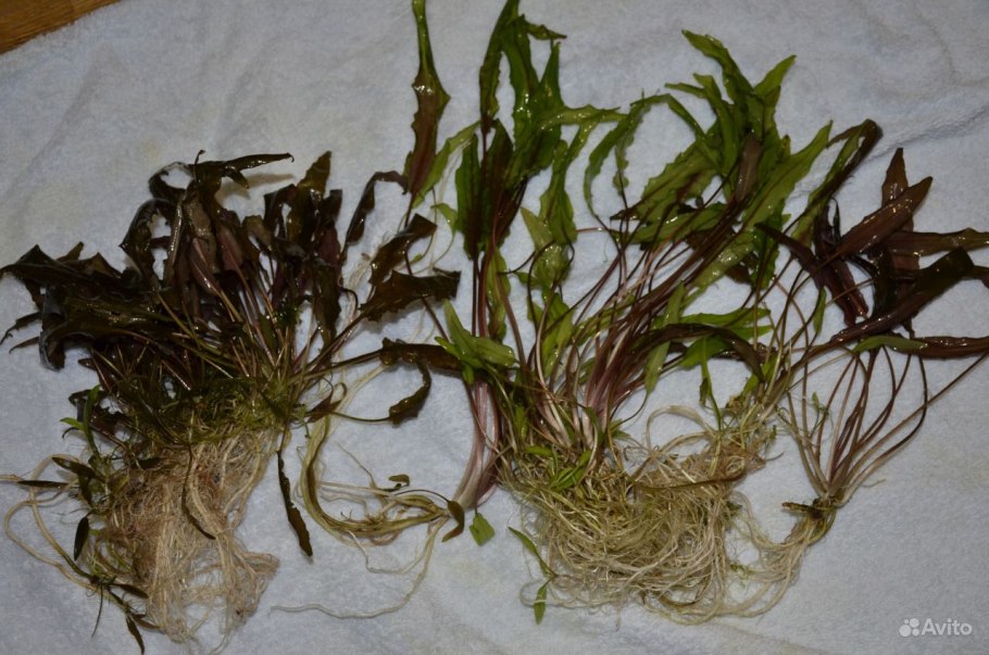 Криптокорина Спиралис