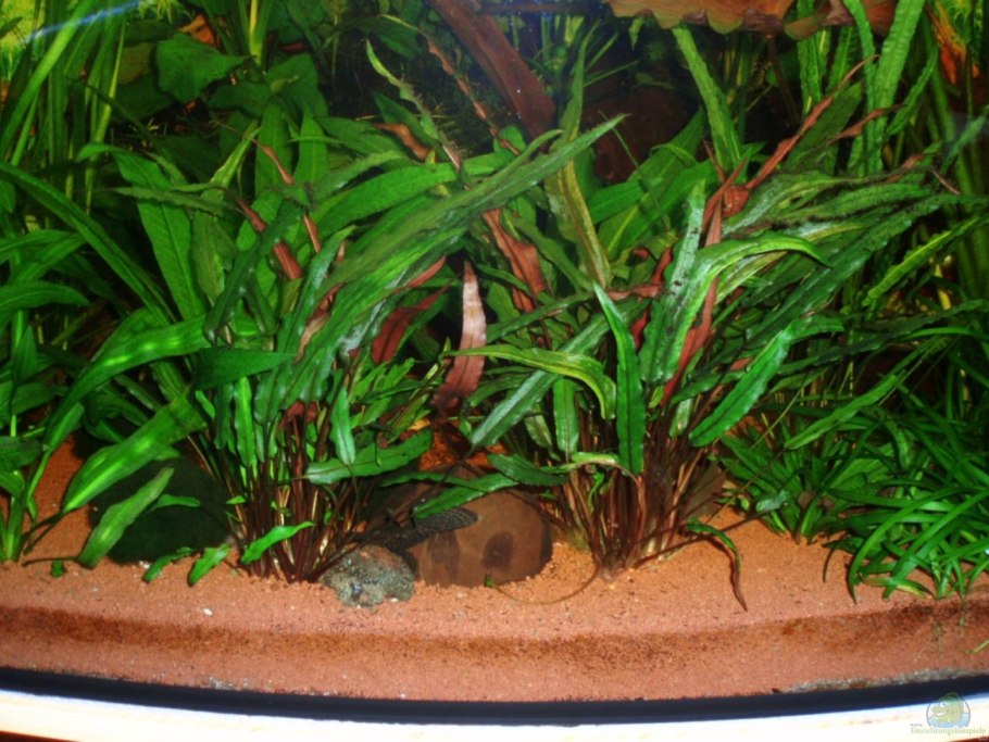 Криптокорина Вендта апоногетонолистная