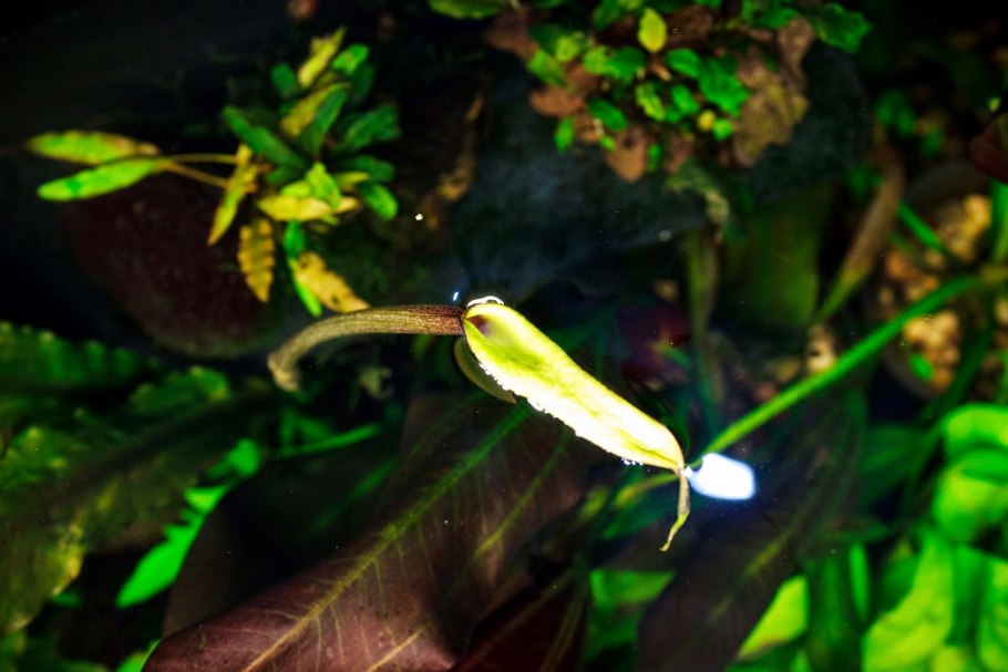 Криптокорина понтедериеволистная аквариумное растение