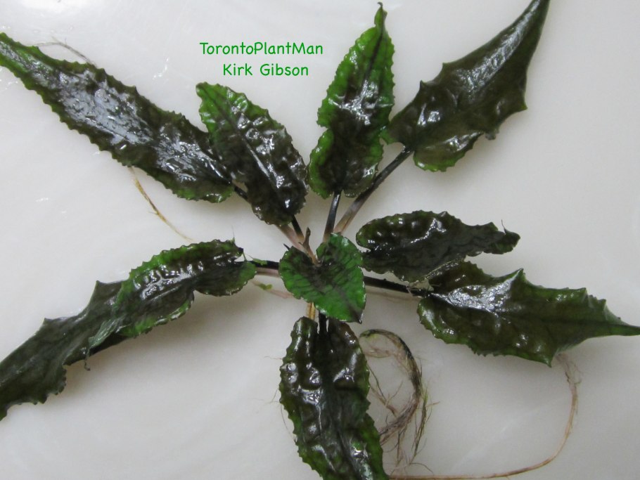 Криптокорина Валкера Cryptocoryne walkeri