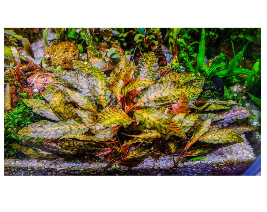 Криптокорина Вендта Грин аквариумное растение