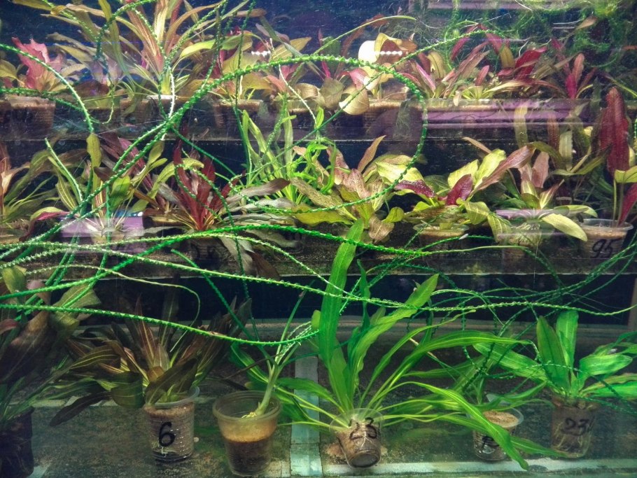 Cryptocoryne spiralis “Black”