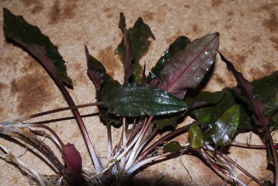 Криптокорина борода